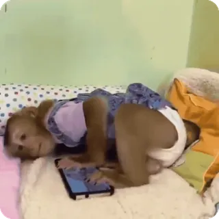 🪷 40afdca6 macaco, animal, primata, tablet, fofo, engraçado telegram sticker