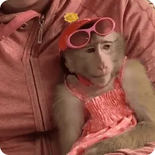 🪷 502b72f6 macaco, animal, animal de estimação, mamífero, fofo, moda, rosa telegram sticker