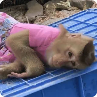 🪷 5142e9f8 macaco, animal, vestido, fofo, primata telegram sticker