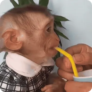 🪷 577ce300 macaco, animal, fofo, canudo, bebida, camiseta telegram sticker