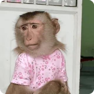 🪷 6b841858 macaco, animal, mamífero, roupa, camisa, fofo telegram sticker