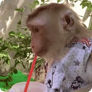 🪷 6d2b8791 macaco, animal, bebendo, canudo, camiseta telegram sticker