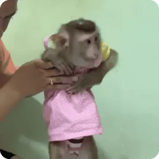 🪷 71298ba3 macaco, animal, animal de estimação, roupa, vestido, primata telegram sticker