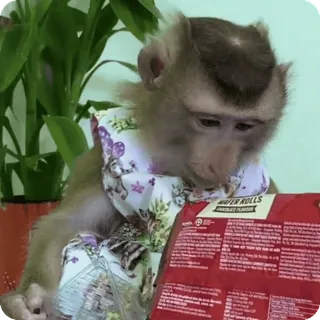 🪷 71b86a1f WAFER ROLLS macaco, animal, wafer, comida, chocolate telegram sticker