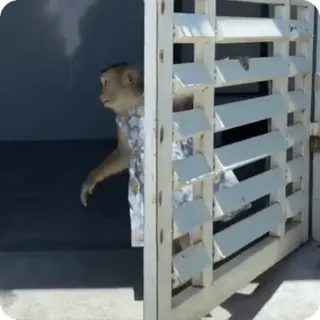 🪷 7f16d059 macaco, animal, fofo, portão, vida selvagem, mamífero telegram sticker