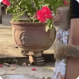 🪷 820be223 macaco, animal, natureza, animal de estimação, vida selvagem telegram sticker