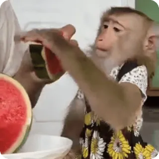🪷 855ca4f7 macaco, animal, melancia, fofo, fruta, primata telegram sticker
