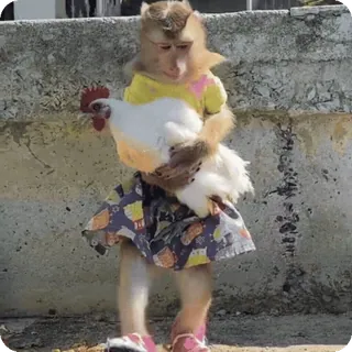 🪷 89ccfb71 macaco, frango, animal, fantasiado, fofo, engraçado telegram sticker