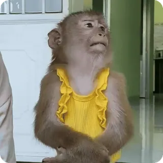 🪷 8c407b01 macaco, animal, fofo, amarelo, vestido telegram sticker