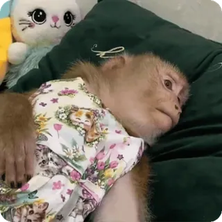 🪷 8f86ad69 macaco, animal, mamífero, roupa, animal de estimação telegram sticker