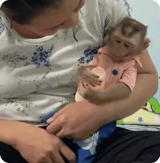 🪷 92562a16 macaco, animal, fofo, bebê, infantil telegram sticker