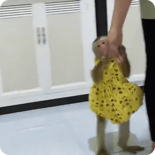 🪷 993bdbcf macaco, animal, vestido, fofo, animal de estimação, primata telegram sticker