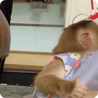 🪷 9df68368 macaco, animal, primate, fofo, engraçado telegram sticker