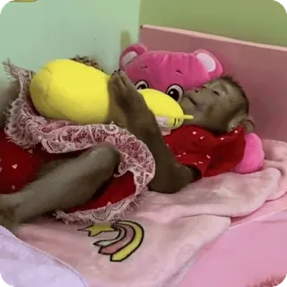 🪷 a186bbeb macaco, animal, fofo, animal de estimação, cama, bicho de pelúcia, brinquedo telegram sticker