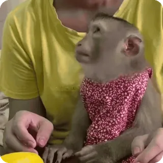 🪷 a4f409fa macaco, primata, animal, mamífero, fofo, fantasiado telegram sticker