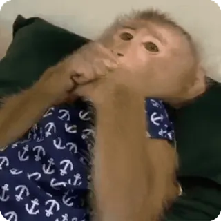 🪷 a91d5f30 macaco, animal, primata, fofo, engraçado, âncora, roupa telegram sticker