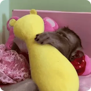 🪷 a9636d50 macaco, animal, brinquedo, fofo, animal de estimação, mamífero telegram sticker
