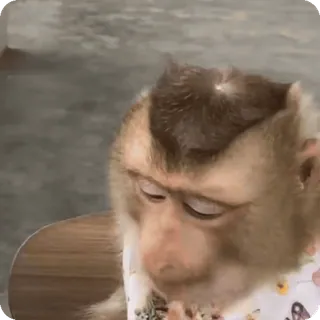 🪷 b1a346c7 macaco, animal, vida selvagem, fofo, primata, mamífero telegram sticker