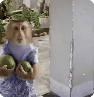 🪷 b281e1eb macaco, fruta, animal, fofo telegram sticker