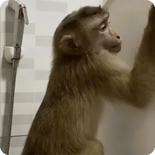 🪷 b2d4ed18 macaco, animal, banheiro, chuveiro, primata telegram sticker