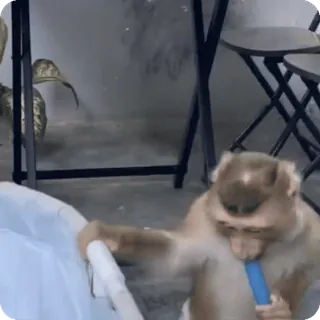 🪷 b43d0c8e macaco, animal, mamífero telegram sticker