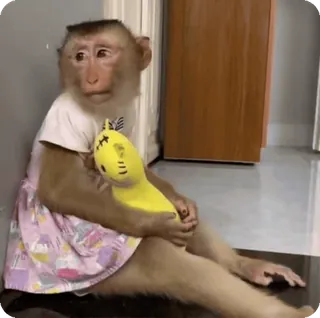 🪷 b7d24ede macaco, animal, fofo, vestido, brinquedo, mamífero telegram sticker