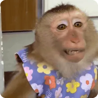 🪷 b856f953 macaco, animal, fofo, roupa, flores, retrato telegram sticker