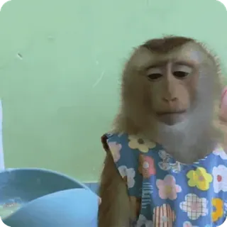 🪷 bcbb3532 macaco, animal, mamífero, roupa, avental telegram sticker