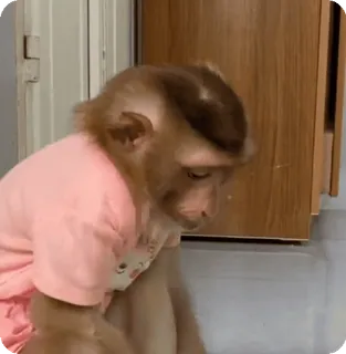 🪷 bd307e6a macaco, animal, camisa rosa, fofo, animal de estimação telegram sticker