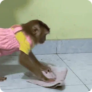 🪷 d53e59d9 macaco, animal, limpeza, doméstico, tarefas domésticas, fofo telegram sticker