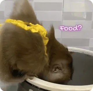 🪷 d607f645 Food? macaco, animal, comida, pergunta, fofo telegram sticker