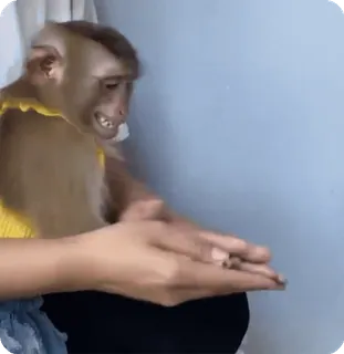 🪷 d92837d2 macaco, animal, primata, mãos, roupa telegram sticker