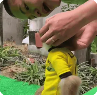 🪷 dc4c1bed telegram sticker