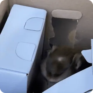 🪷 e0bc36e0 telegram sticker