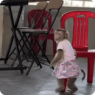 🪷 e60f1c2c macaco, animal, vestido, fofo, primata, engraçado telegram sticker