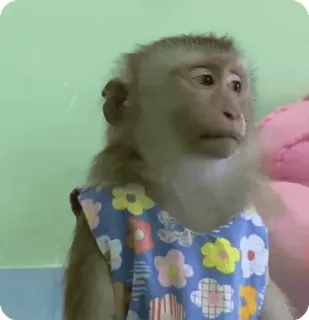 🪷 e90e9b95 macaco, animal, fofo, primata, camiseta, roupa telegram sticker