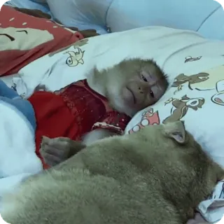 🪷 e94ed402 macaco, gato, animais, animal de estimação, fofo, amizade, animais domésticos telegram sticker