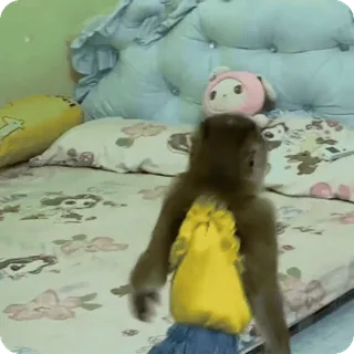 🪷 edf020fc macaco, animal, fofo, animal de estimação, cama, interior telegram sticker