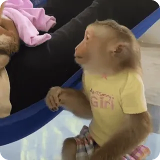 🪷 fd49b11e mommy Girl macaco, animal, fofo, animal de estimação, mamífero, primatas telegram sticker