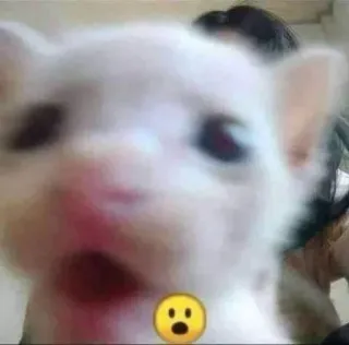 😦 0128fd81 chat, choqué, emoji, mème, animal, animal de compagnie telegram sticker
