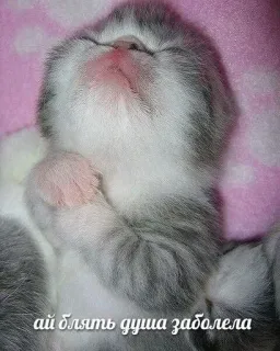 😭 02cd71f7 ай блять душа заболела chaton, chat, mignon, russe, gros mot telegram sticker