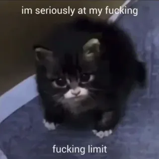 😶 0cc71e4b im seriously at my fucking
fucking limit chat, mème, humour, drôle, animal, épuisé telegram sticker