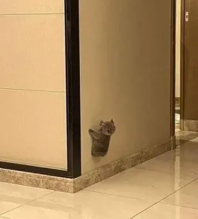 🕷 19ad61ea chat, chaton, drôle, collé, mur, adorable, mignon telegram sticker