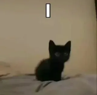 🫥 297b4566 I chat, chaton, mignon, chat noir, animal telegram sticker