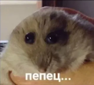 🙁 3a03ceb0 пепец... hamster, mème, animal, rongeur, mignon telegram sticker