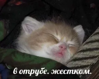😴 4902db85 в отрубе. жестком. chaton, sommeil, mignon, animal, animal domestique telegram sticker
