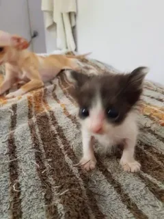 🤐 5a8a3d9a chaton, chat, chiot, chien, animal de compagnie, animal telegram sticker