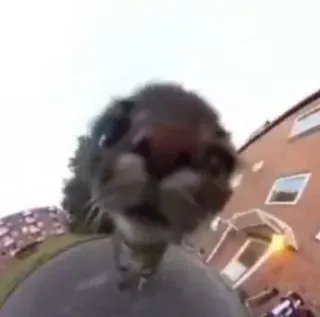 🧐 74f21699 chat, animal, grand angle, drôle, mignon, animal de compagnie, félin telegram sticker