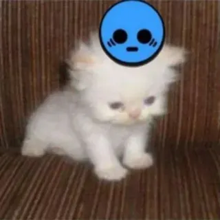 😰 827dc8d9 chaton, chat, animal de compagnie, mignon, blanc, animal telegram sticker