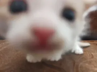 🧐 8e35c175 animal, chien, chiot, mignon, blanc, animal de compagnie telegram sticker